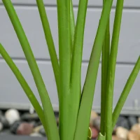 HOMCOM Bananier Artificial 160 cm cu Ghiveci și 10 Frunze Realiste, Plantă Artificială Tropicală pentru Decorațiuni Interioare și Exterioare, Verde(m-8)