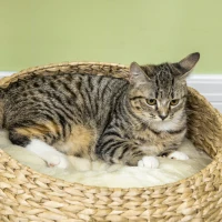 PawHut 72cm Cat Tree Kitten Tower, with Sisal Scratching Post, Two Beds, Toy Ball(m-9)
