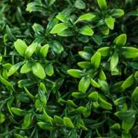 HOMCOM 2er-Set Kunstplanten, Kunstmatige Buxusbomen, UV-bescherming, met Pot, Groen(m-8)