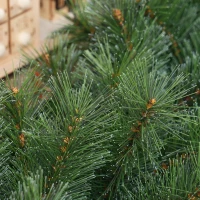 HOMCOM 1,8 m Kunstmatige Kerstslinger met 160 Tips Groen(m-8)