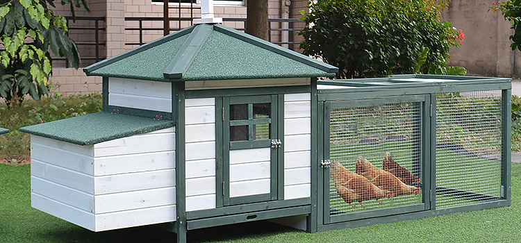 Gasiti cotetul pentru gaini